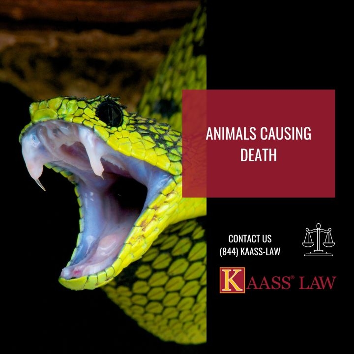 Animals Causing Death: Wrongful Death And Understanding Of The Legal Implications
