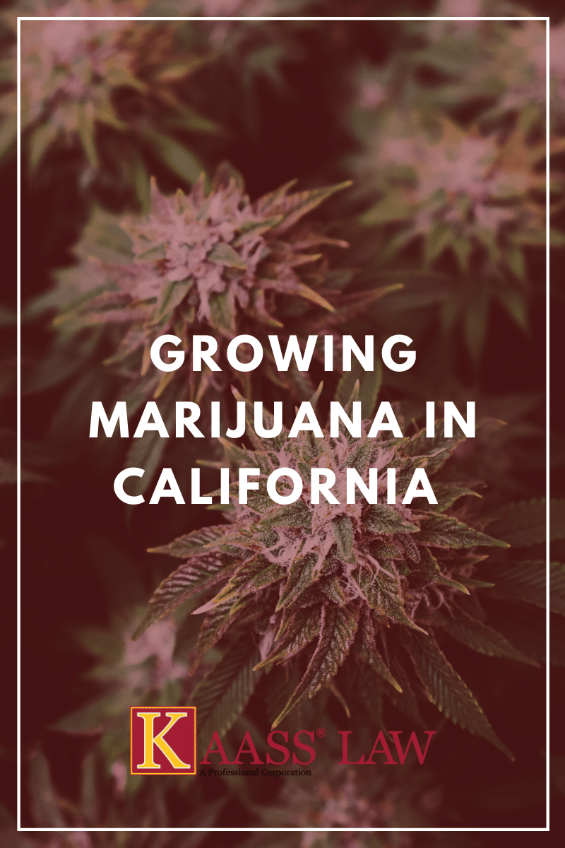 Growing Marijuana in California