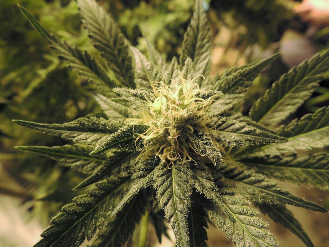 Health and Safety Code § 11358: Growing Marijuana