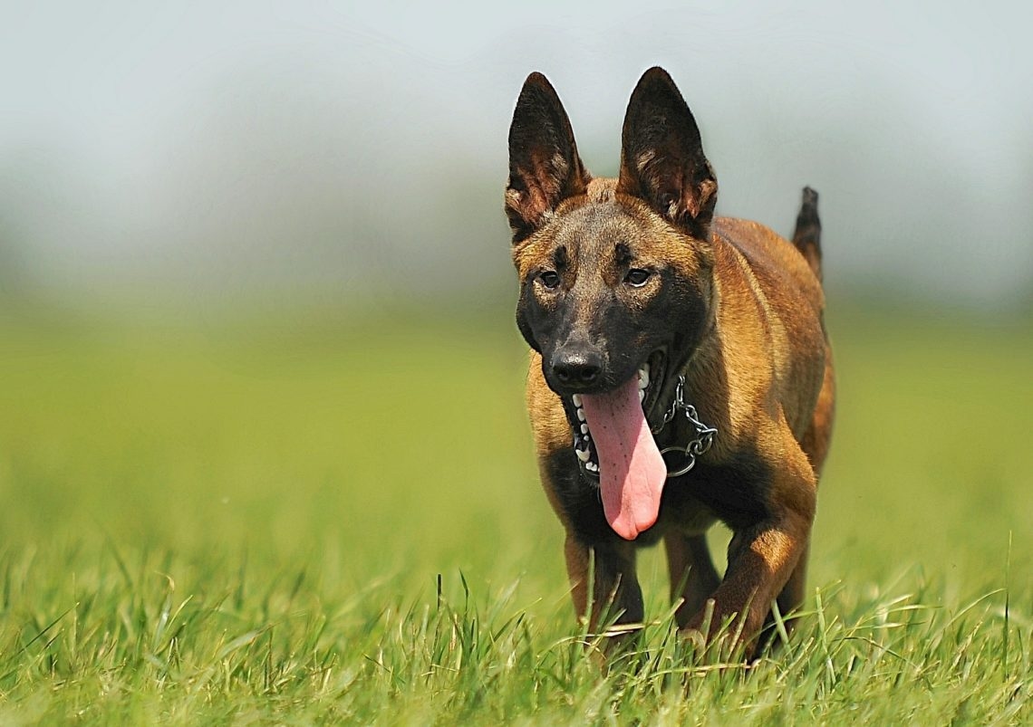 Understanding California Dog Bite Laws - Civil Code § 3342