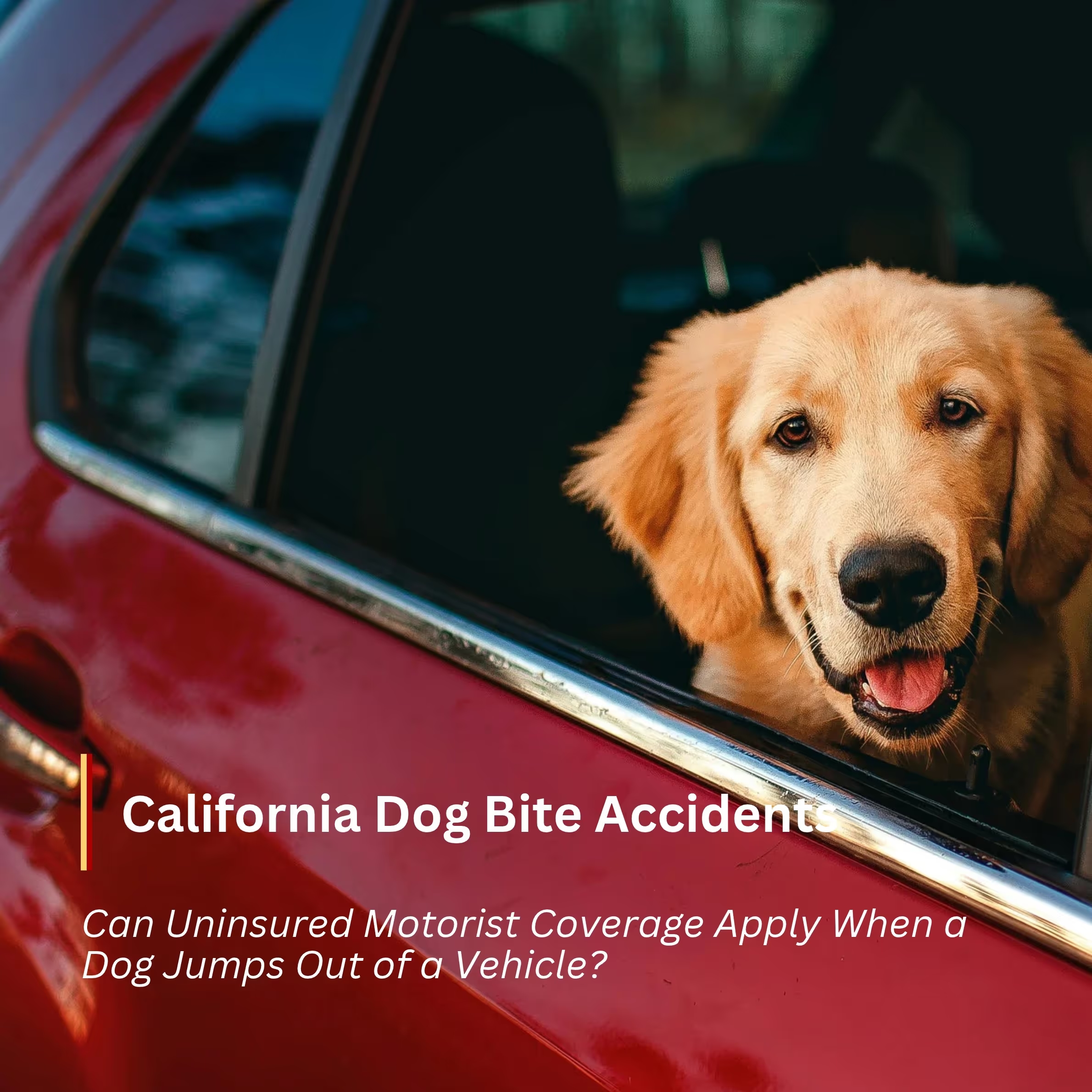 Dog bite accidents
