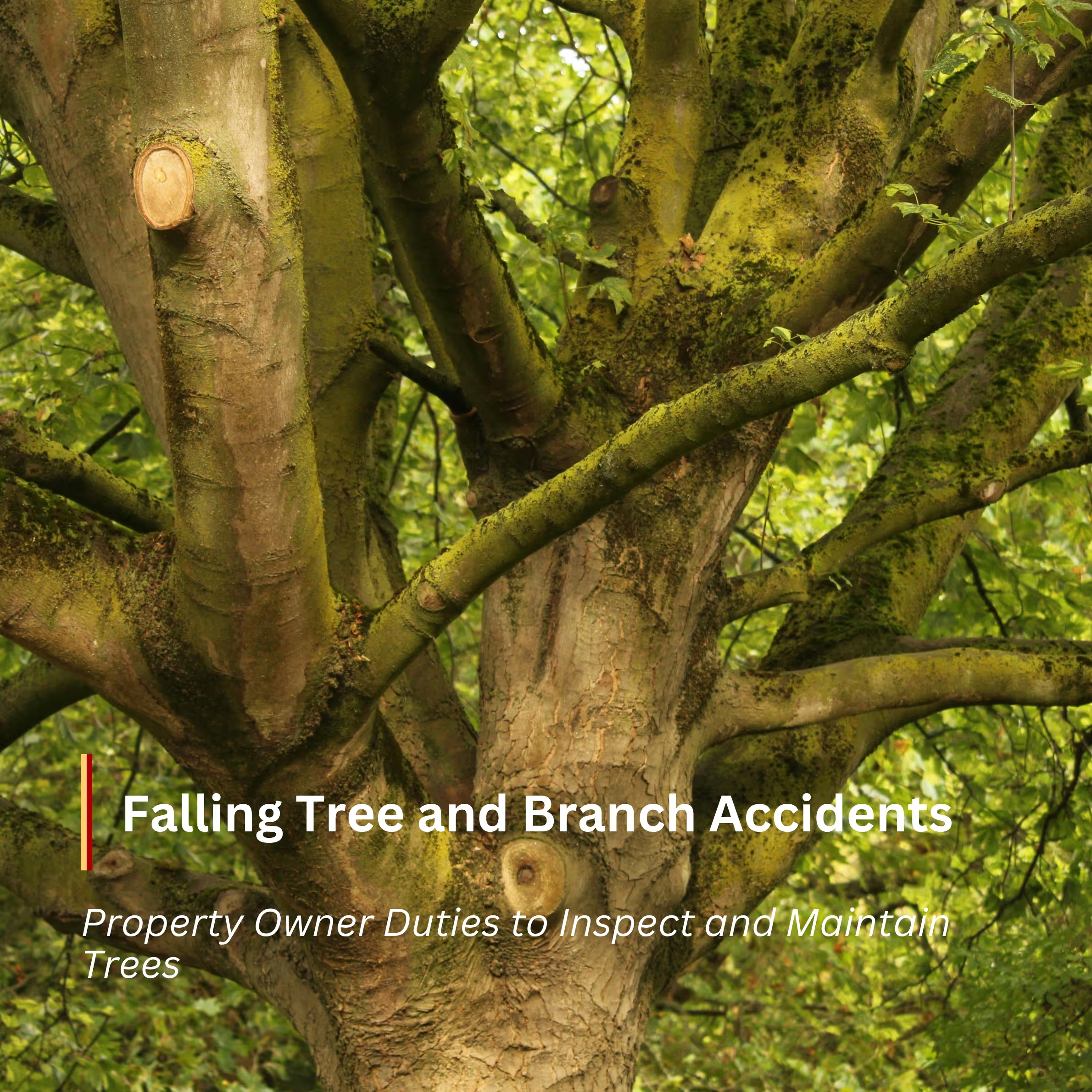 falling tree and branch accident